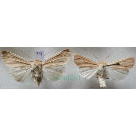 Mythimna pallens (Linnaeus, 1758) pair Mokradlica blednica Czech53j